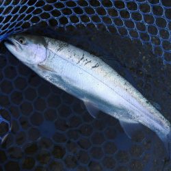 天竜川ルアーフライ専用区解禁！